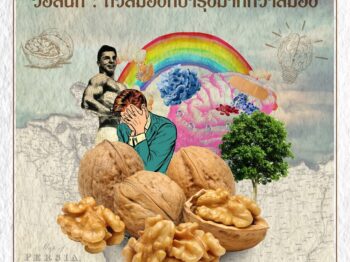 วอลนัท : ถั่วสมองที่บำรุงมากกว่าสมอง